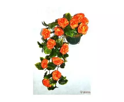 Роза ампельная Виолетта