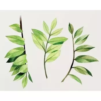 Временное тату "Green branches"
