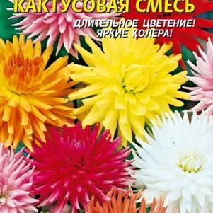 Семена Георгина Кактусовая 12 шт Плазменные семена