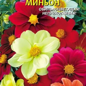 Семена Георгина Миньон 0,15 гр Плазменные семена