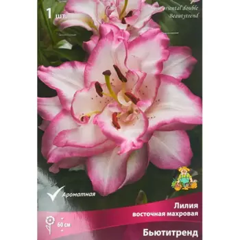 Лилия восточная махровая Бьютитренд