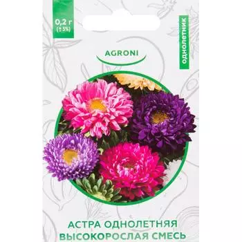 Астра помпонная XS