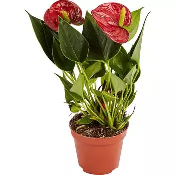 Антуриум Андреанум 3 цвета 10.5x30 см