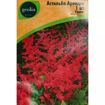 Астильба Geolia Арендса Радиус