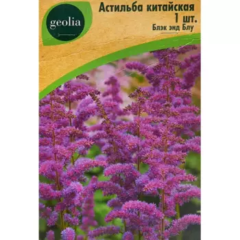 Астильба Geolia китайская Блэк Эндблу