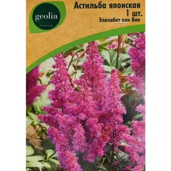 Астильба Geolia японская Элизабет Ванвин