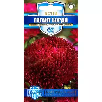 Астра гигантская «Бордо» игольчато-коготковая, 0.1 г