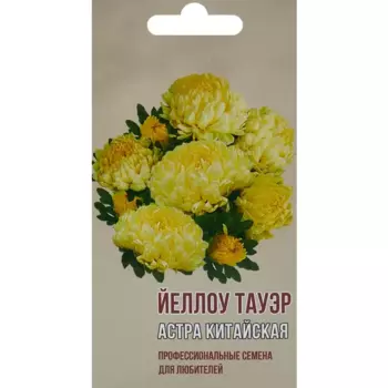 Астра китайская Йеллоу тауэр
