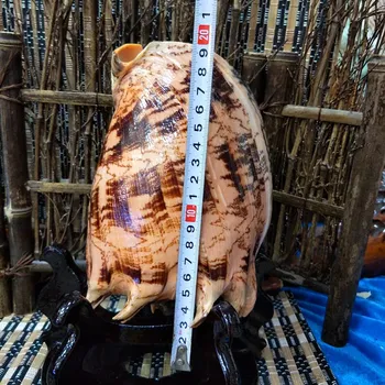 Натуральная раковина Cymbiola imperialis