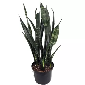 Сансеверия Orangery sansev. Black coral 21/65