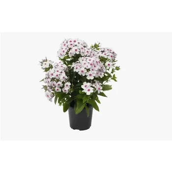 Флокс микс 9 h10 см