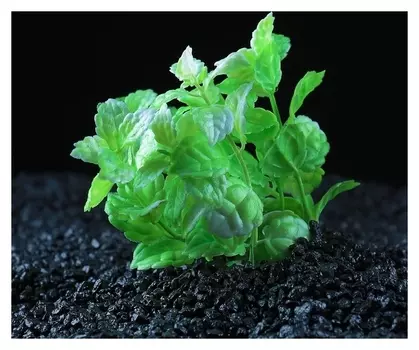 Растение искусственное аквариумное кустовое, 10 см, зеленый