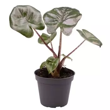 Алоказия Orangery alocas yucatan princes 12/30 dk