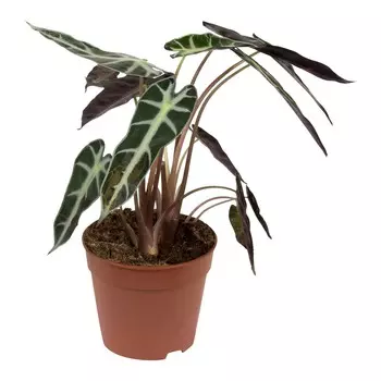 Алоказия Orangery alocasia polly 12/35