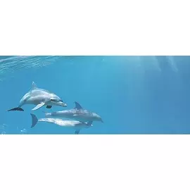 Porto Dolphins 1 centro Декор 25x60