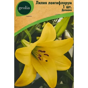 Лилия Geolia Лонгифлорум Делиана