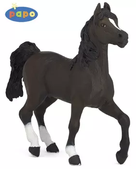 Арабский конь