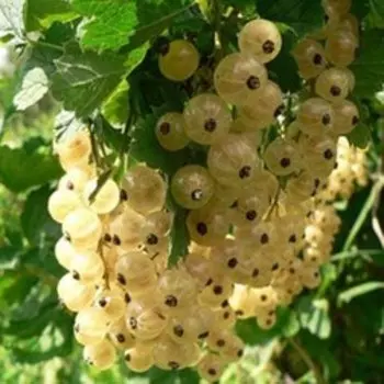 Смородина белая Уральская белая