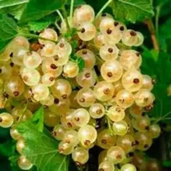 Смородина белая Уральская белая (С2)