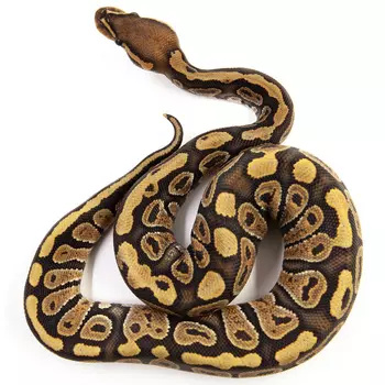 EXOPRIMA Python regius "Hypо" Королевский питон, S-M (Германия)