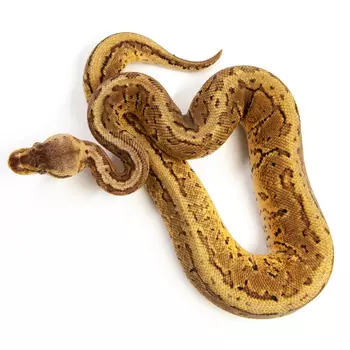 EXOPRIMA Python regius "Killerblast" Королевский питон, S-M (Германия)