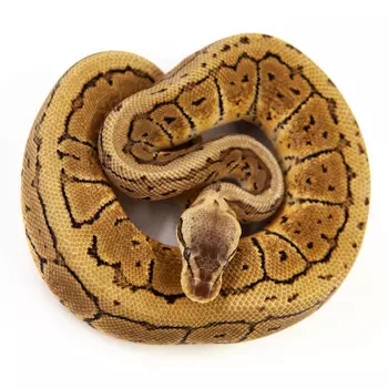 EXOPRIMA Python regius "Lemon Blast" Королевский питон, S-M (Германия)