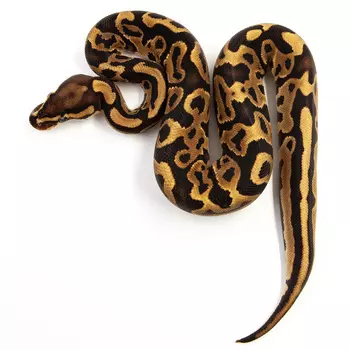 EXOPRIMA Python regius "Leopard vanilla yb" Королевский питон, S-M (Германия)