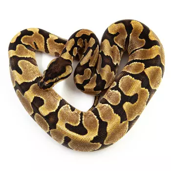 EXOPRIMA Python regius "Leopard yb enchi" Королевский питон, S-M (Германия)