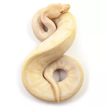 EXOPRIMA Python regius "Lesser albino poss yb" Королевский питон, S-M (Германия)