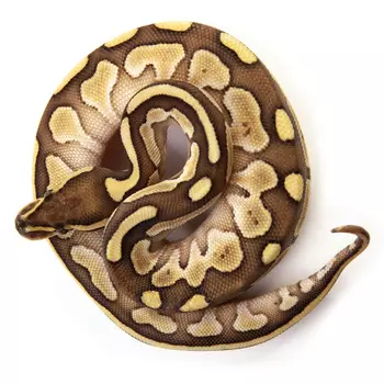 EXOPRIMA Python regius "Lesser pastel" Королевский питон, S-M (Германия)