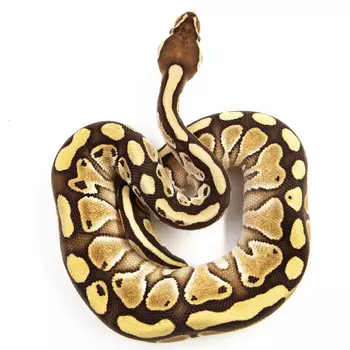 EXOPRIMA Python regius "Lesser" Королевский питон, S-M (Германия)