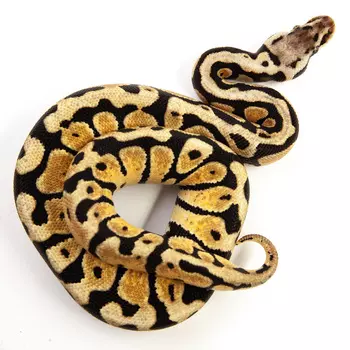 EXOPRIMA Python regius "Od pastel" Королевский питон, S-M (Германия)