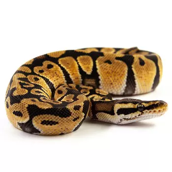 EXOPRIMA Python regius "Pastel het dg" Королевский питон, S-M (Германия)