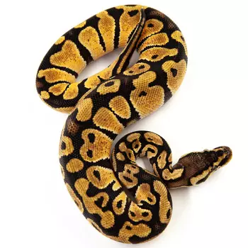 EXOPRIMA Python regius "Pastеl" Королевский питон, S-M (Германия)