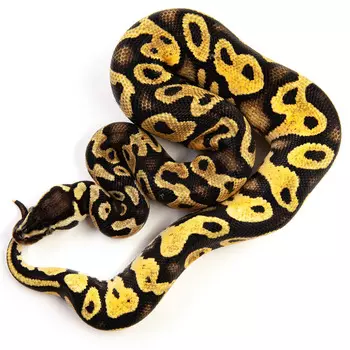 EXOPRIMA Python regius "Pastel yb" Королевский питон, S-M (Германия)