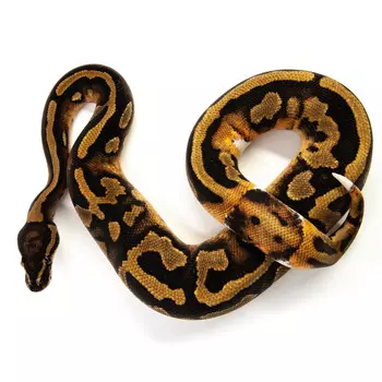 EXOPRIMA Python regius "Piebаld" Королевский питон, S-M (Германия)