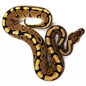 EXOPRIMA Python regius "Spotnose 66% het clown" Королевский питон, S-M (Германия)
