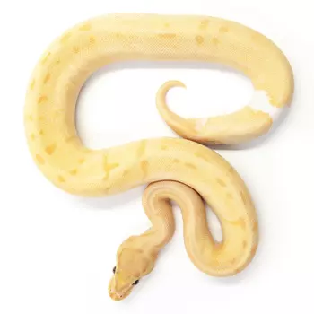 EXOPRIMA Python regius "Super enchi banana pinstripe piebald" Королевский питон, S-M (Германия)