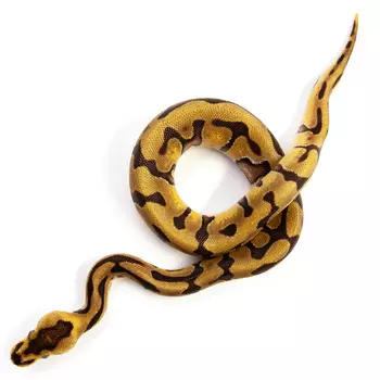 EXOPRIMA Python regius "Super enchi" Королевский питон, S-M (Германия)