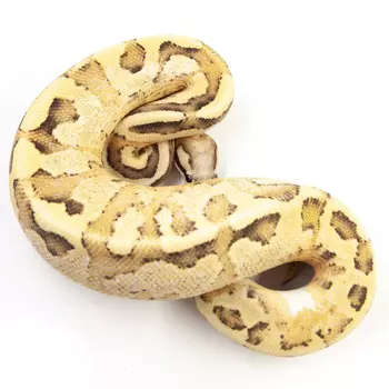 EXOPRIMA Python regius "Vanilla cream" Королевский питон, S-M (Германия)