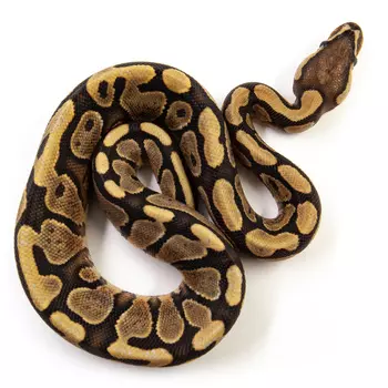 EXOPRIMA Python regius "Yb hypo" Королевский питон, S-M (Германия)