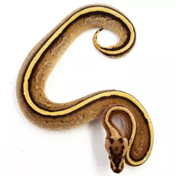 EXOPRIMA Python regius "Yb specter" Королевский питон, S-M (Германия)