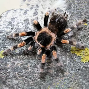 EXOPRIMA Brachypelma hamorii (ex. smithi) Мексиканский красноколенный паук-птицеед, S (Германия)