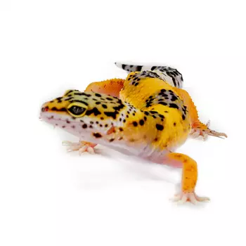 EXOPRIMA Eublepharis macularius mix morph Пятнистый леопардовый эублефар, S (Германия)