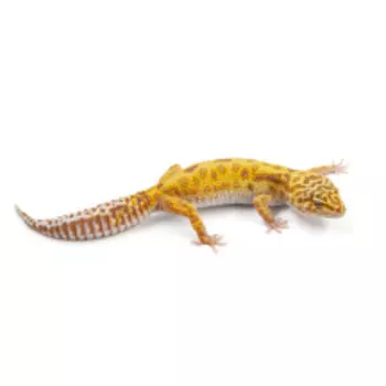 EXOPRIMA Eublepharis macularius Пятнистый леопардовый эублефар TA jungle