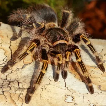 EXOPRIMA Grammostola aureostriata (ex. pulchripes) Аргентинский золотополосый паук-птицеед, XS (Герм