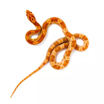 ExoPrima Маисовый полоз caramot orange (caramel motley buf amel) самка, S (Германия)