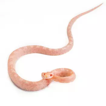 ExoPrima Маисовый полоз Red factor hypo snow, S (Германия)