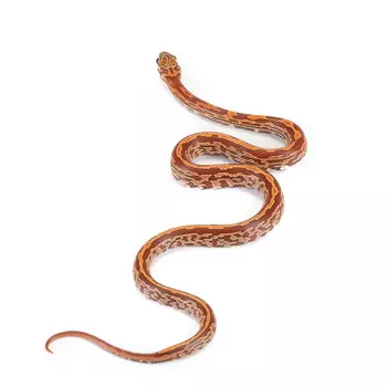 ExoPrima Маисовый полоз Sunkissed anery, S (Германия)