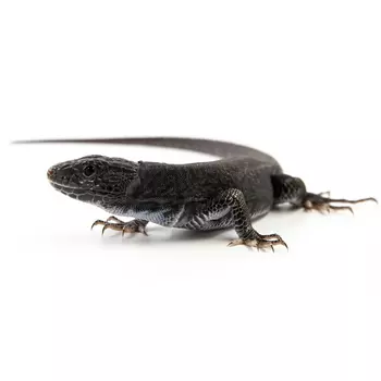 EXOPRIMA Melanistic Timon Lepidus Жемчужная (Глазчатая) ящерица меланист, (Германия)